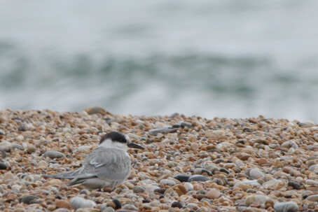 Thumbnail of Arctic Tern